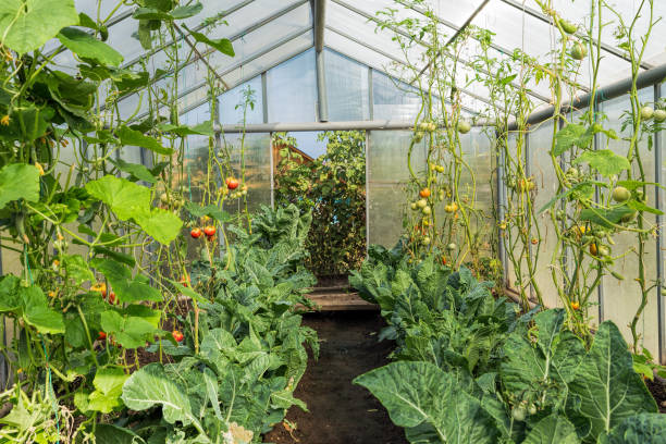 rural greenhouse with tomato and cucumder plant - seedbed imagens e fotografias de stock