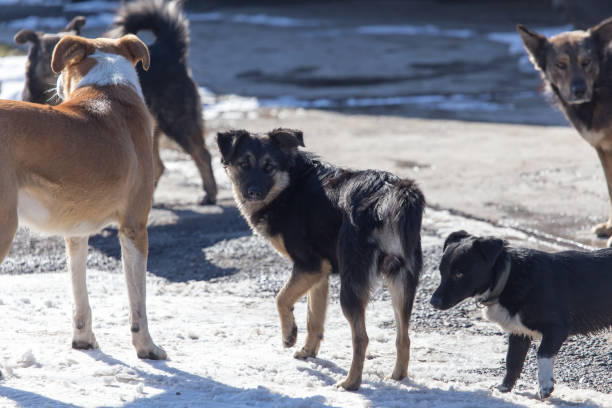 istock a pack of stray dogs 898594114