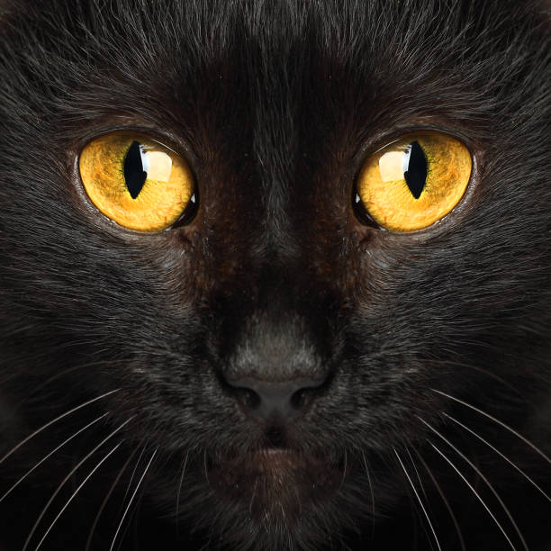 istock Black cat eyes macro animal background 898596250