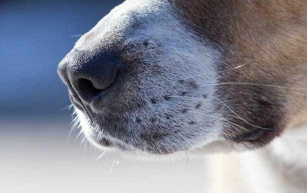 istock Dog nose in nature 898596362