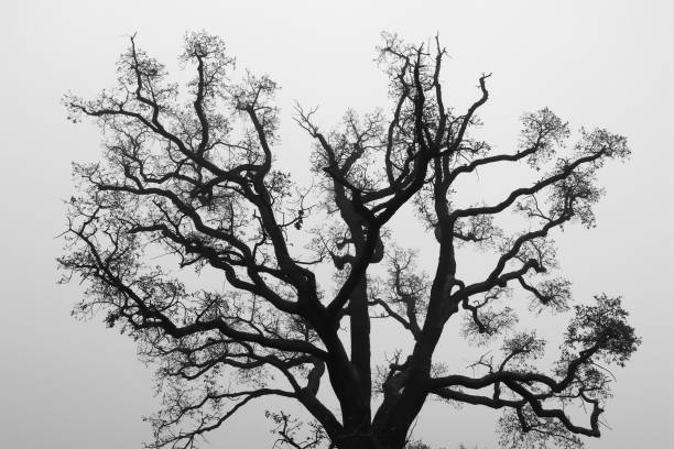 istock Black and White Silhouette of Oak Tree 898597504
