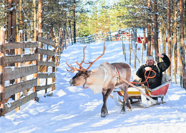 Man riding Reindeer sled in winter Rovaniemi
