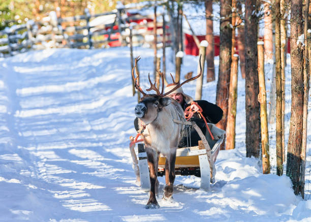 istock Man riding Reindeer sledge in winter Rovaniemi 898601150