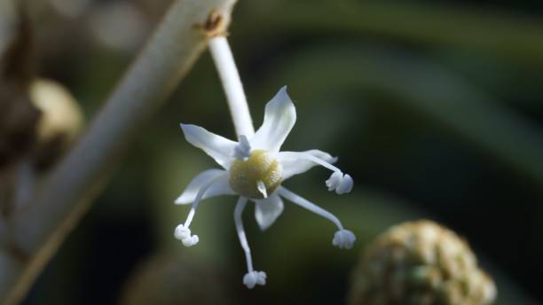 istock Single Fatsia Flower 898604718