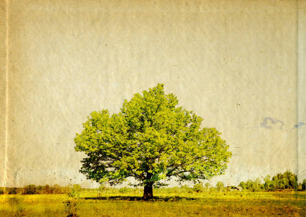 istock big oak on grunge background 898607540