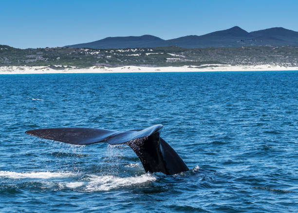 Southern Right Whale tail flips into water A southern right whale off the coast of Hermanus, South Africa,  flipping her tail in the air, while diving under the water. hermanus stock pictures, royalty-free photos & images