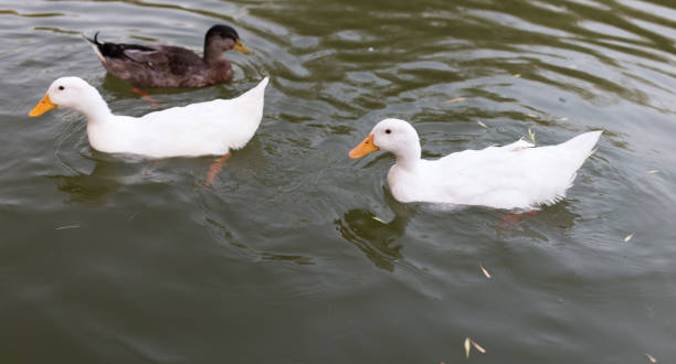 istock ducks in a pond in nature 898611846