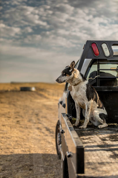 ranch dogs - cattle dog imagens e fotografias de stock