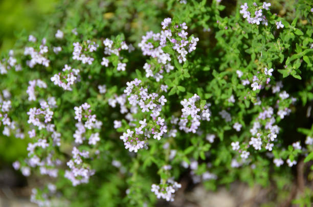 istock Beautiful thymus flower 898612054