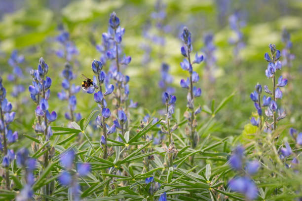 istock A bumblebee in a field of blue lupins 898612656