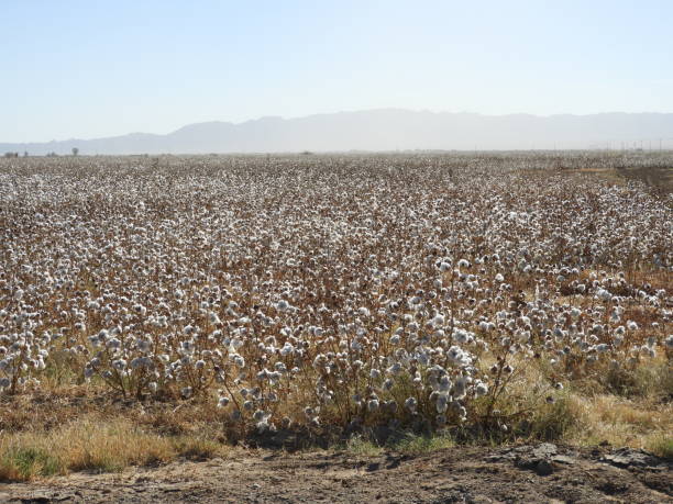 istock Cotton field in Arizona 898615406