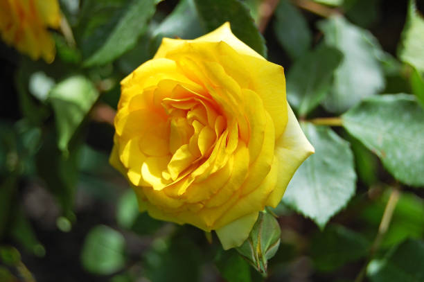 istock Beautiful rose flower 898616198