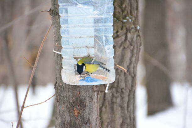 istock The tit in the winter forest. 898619160