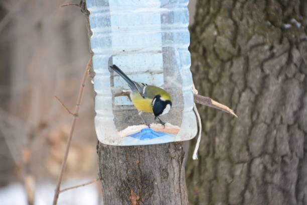 istock The tit in the winter forest. 898619212