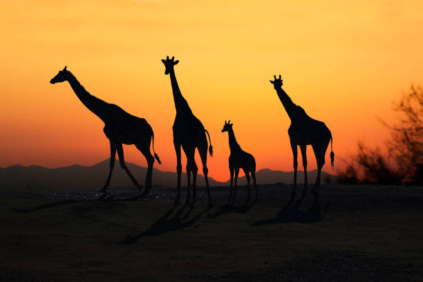istock African giraffe family silhouetted at sunset 898619558