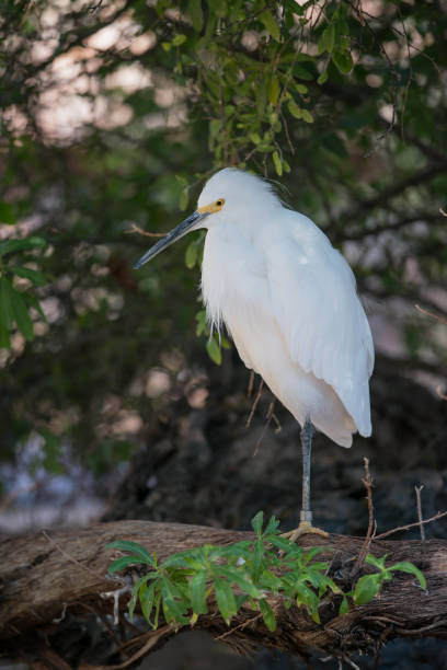 istock Snowy egret on log along shoreline 898619770