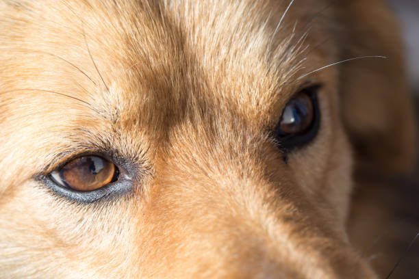 istock the eyes of a dog. macro 898619894