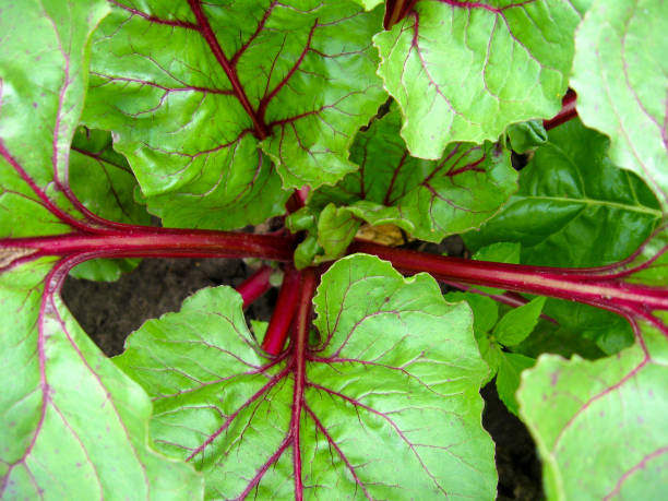 leaves of the fresh beets