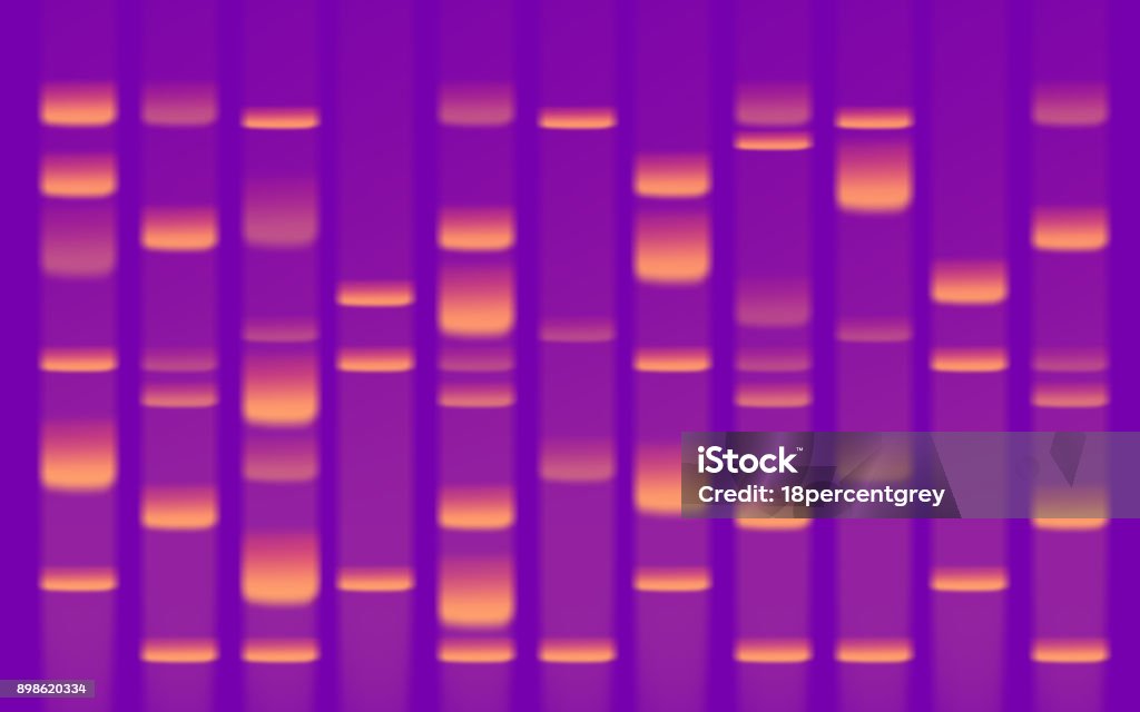 DNA Sequence Gel DNA Sequence Gel Close Up DNA Sequencing Gel Stock Photo