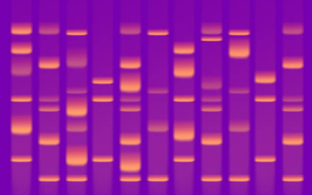 DNA Sequence Gel stock photo