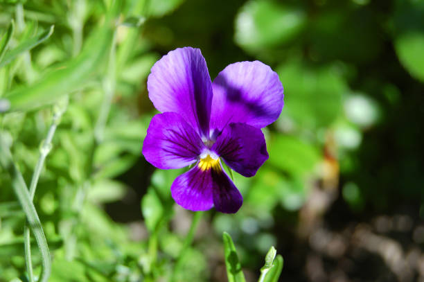 istock Beautiful viola tricolor flower 898620484