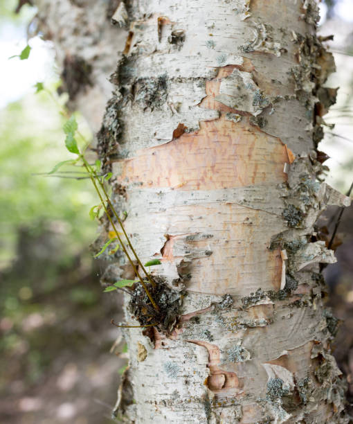 istock bark of birch in the wild nature as a backdrop 898620888