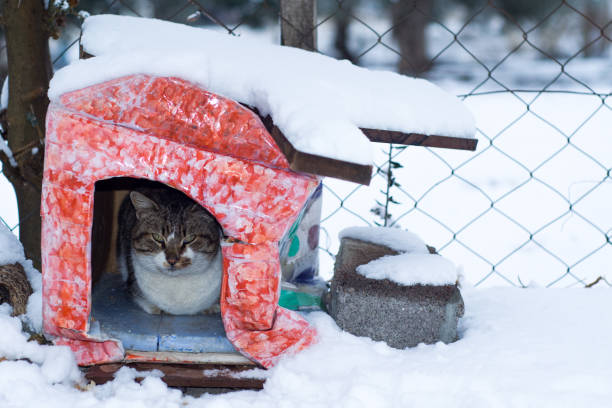 Tabby cat is chilling in its shack in winter