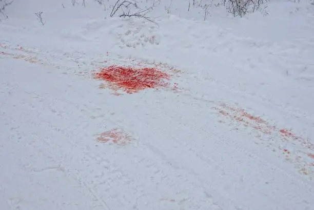 Photo of puddles of red blood on the road under the snow