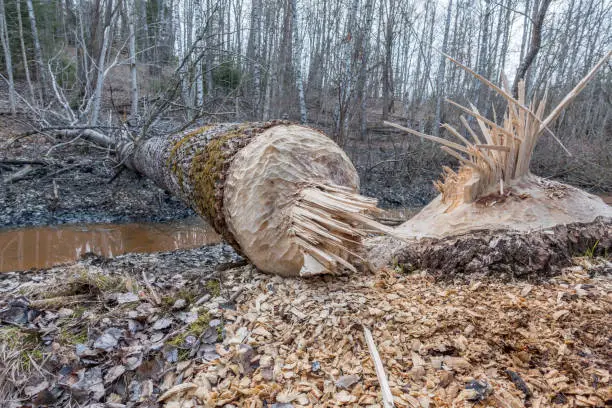Large tree cut down by beaver