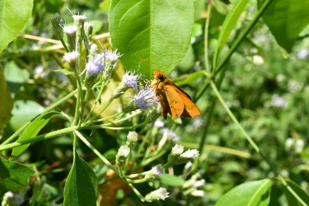 istock The Bevan's Swift Butterfly on flower 898636482