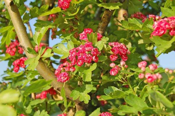 Hawthorn (Crataegus) flower Beautiful blooming red hawthorn (Crataegus) plant flower hawthorn maple stock pictures, royalty-free photos & images