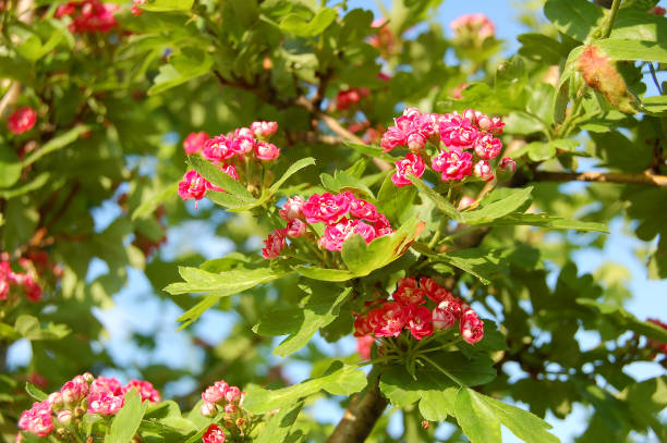 Hawthorn (Crataegus) flower Beautiful blooming red hawthorn (Crataegus) plant flower hawthorn maple stock pictures, royalty-free photos & images
