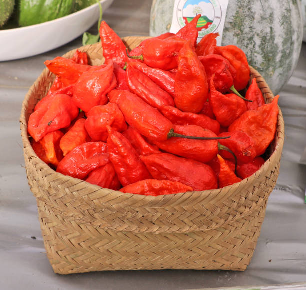 Naga king chilli of Nagaland