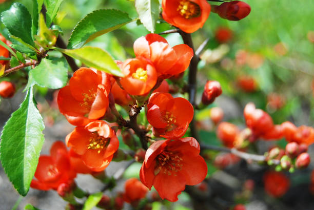 istock Beautiful Chaenomeles japonica flower 898640918
