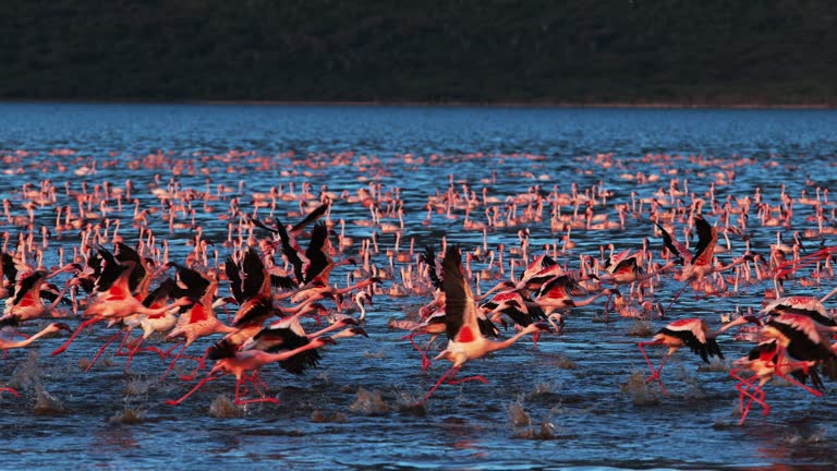 Lesser Flamingo, phoenicopterus minor, Group in Flight, Taking off from Water, Colony at Bogoria Lake in Kenya, Slow Motion 4K