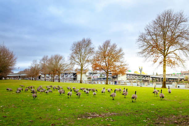 istock Geese at Tom McCall Waterfront Park 898641770