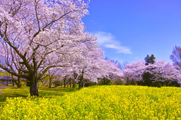 istock Cherry blossoms in full bloom and rape blossoms 898647482