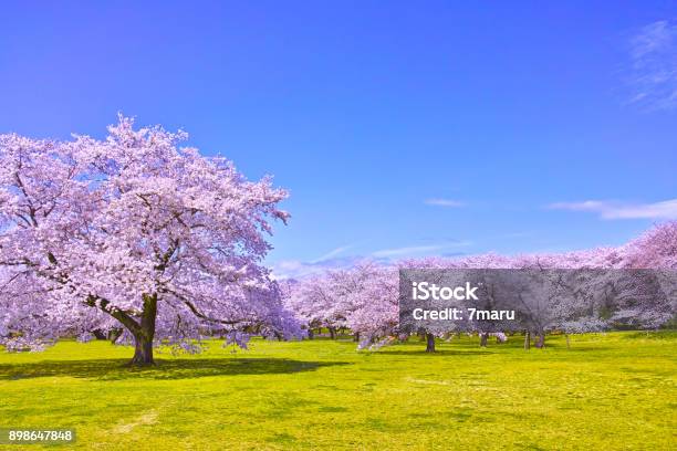 Kirsche Baum In Voller Blüte Stockfoto und mehr Bilder von Kirschbaum - Kirschbaum, Kirschblüte, Parkanlage