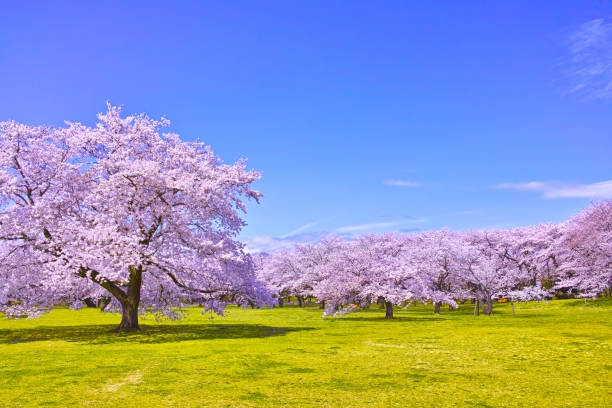 満開の桜の木  - cherry tree fruit tree meadow spring ストックフォトと画像