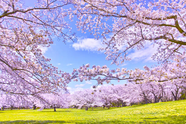 満開の桜の木  - cherry tree fruit tree meadow spring ストックフォトと画像