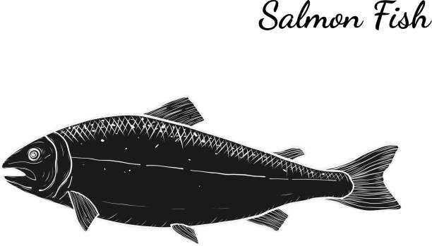 wektor ryb przez rysunek ręczny. - chinook salmon stock illustrations