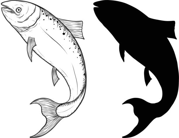 wektor ryb przez rysunek ręczny. - chinook salmon stock illustrations