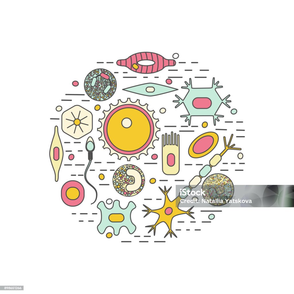 Normal Cell Types Different Human Cell Types Stock Illustration - Download Image Now ...