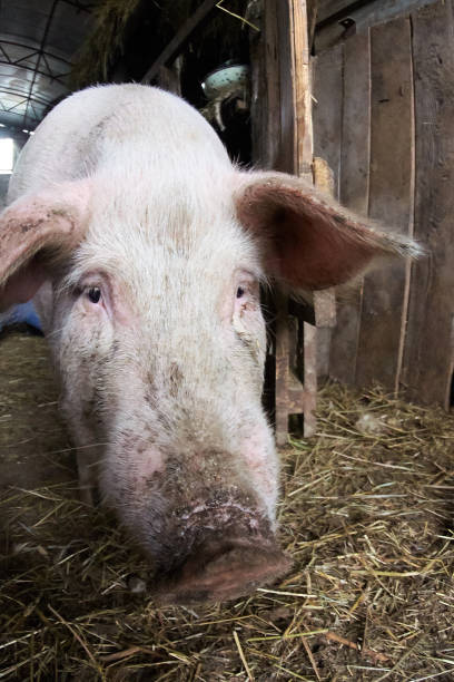 istock Nose pig. Agriculture. Animal breeding 898651814