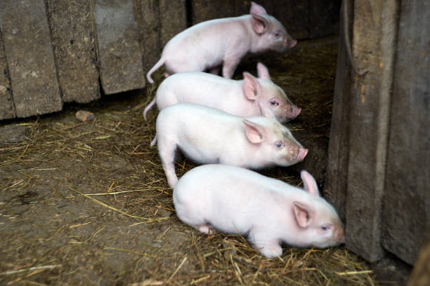 istock Four little pink pigs. Newborn animals 898652022