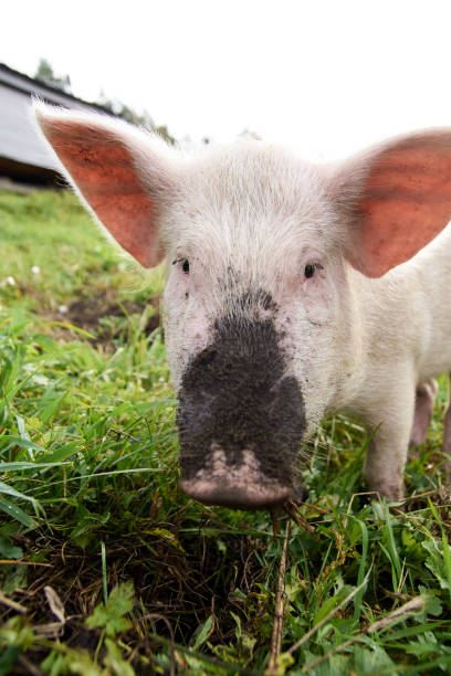 istock Pink pig. Green grass. Dirty nose 898652140