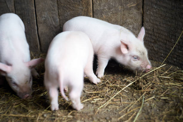 istock Three little pink pigs. Newborn animals 898652158