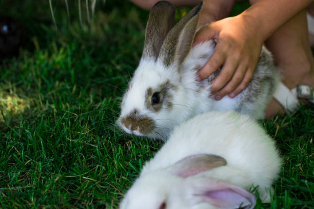 istock rabbit in Green Grass with small child and rabbits in the background blurred 898657390