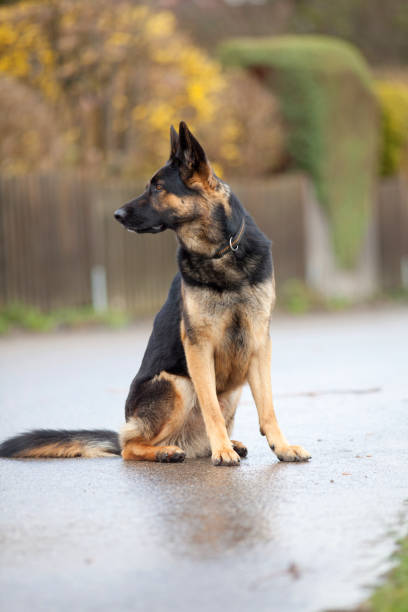 istock Dog German Shepherd sitting in front of a fence 898660260