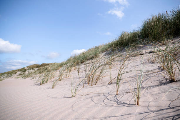 istock Close-up of lyme grass in danish nature 898664462